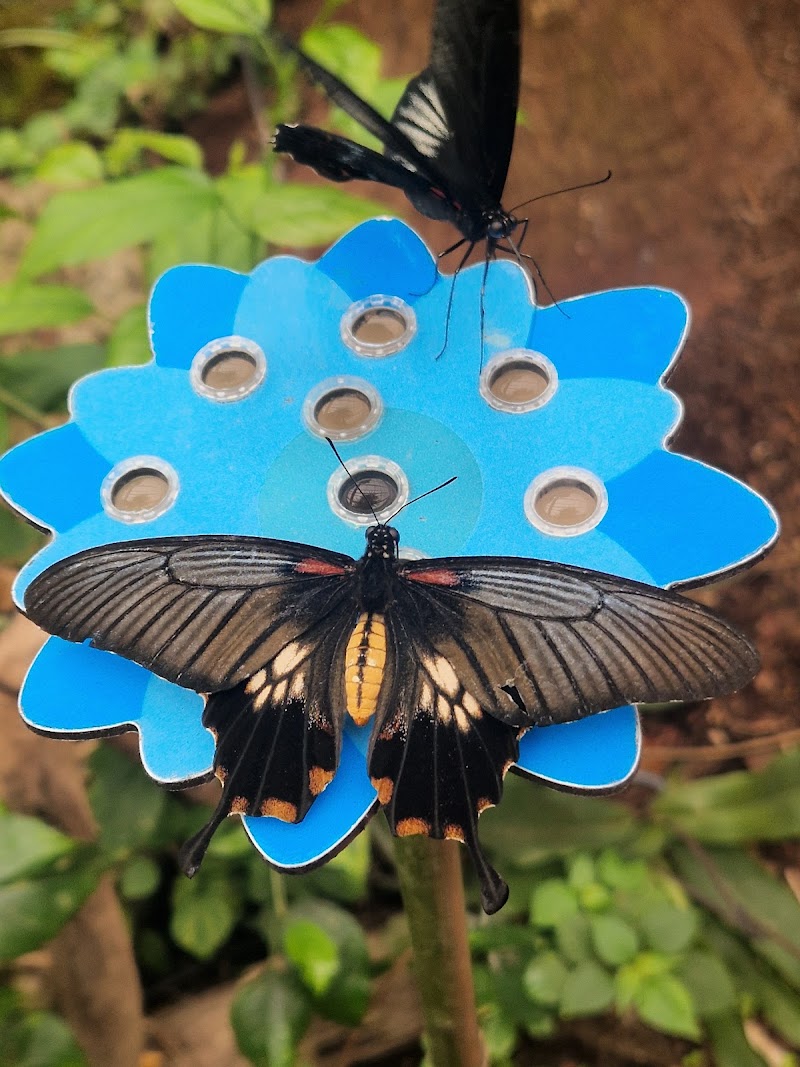 La serre aux papillons